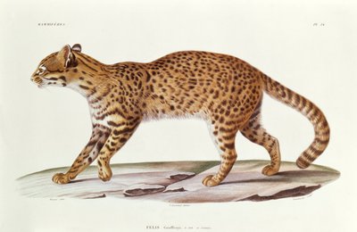Geoffreys Cat (felis Geoffroyi) التوضيح من Voyage dans lAmerique Meridionale by Alcide dOrbigny ، منقوش بواسطة Annedouche ، 1847 بواسطة فيرنر فيرنر